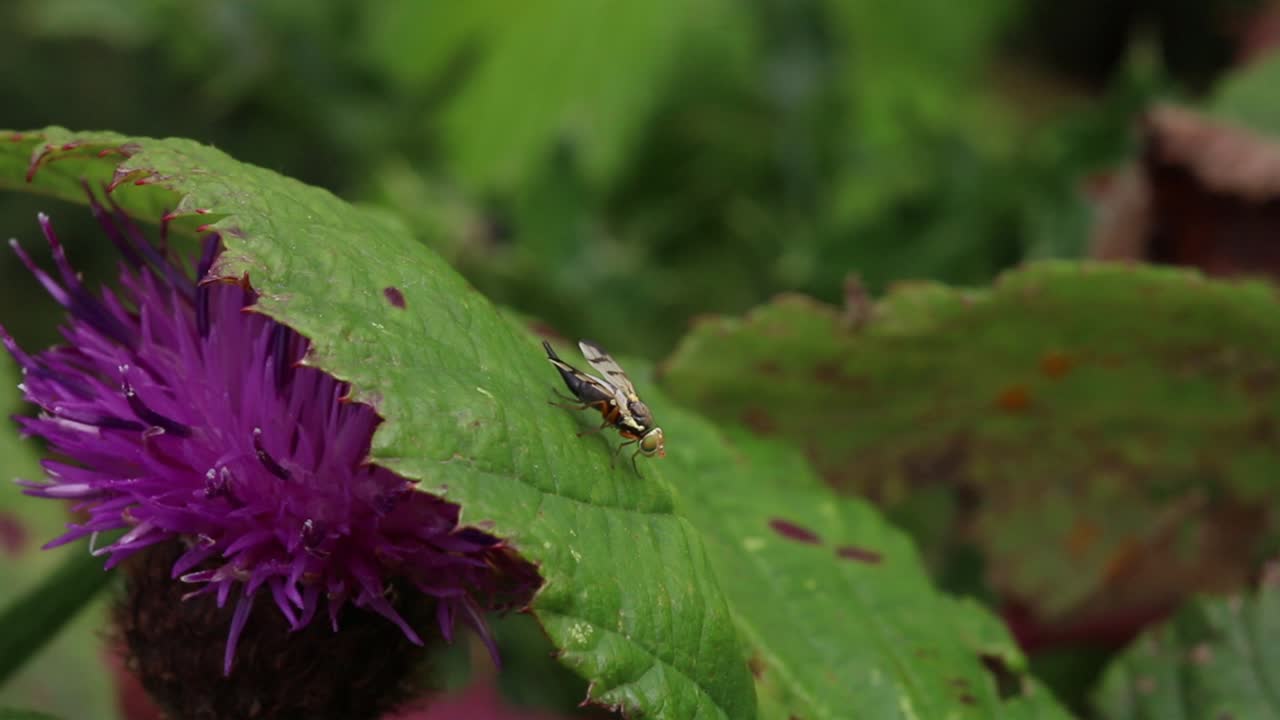 Fly on a leaf next to a purple flower