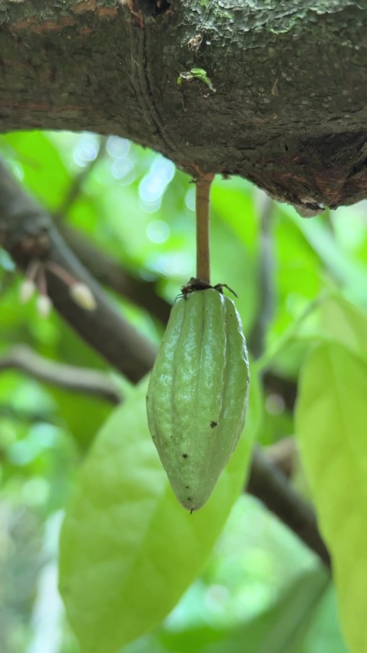 Young Green Cacao Pod Growing on a Tree Branch