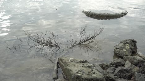 Old-tire-and-tree-branch-at-seashore.