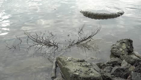 old tire and tree branch at seashore.