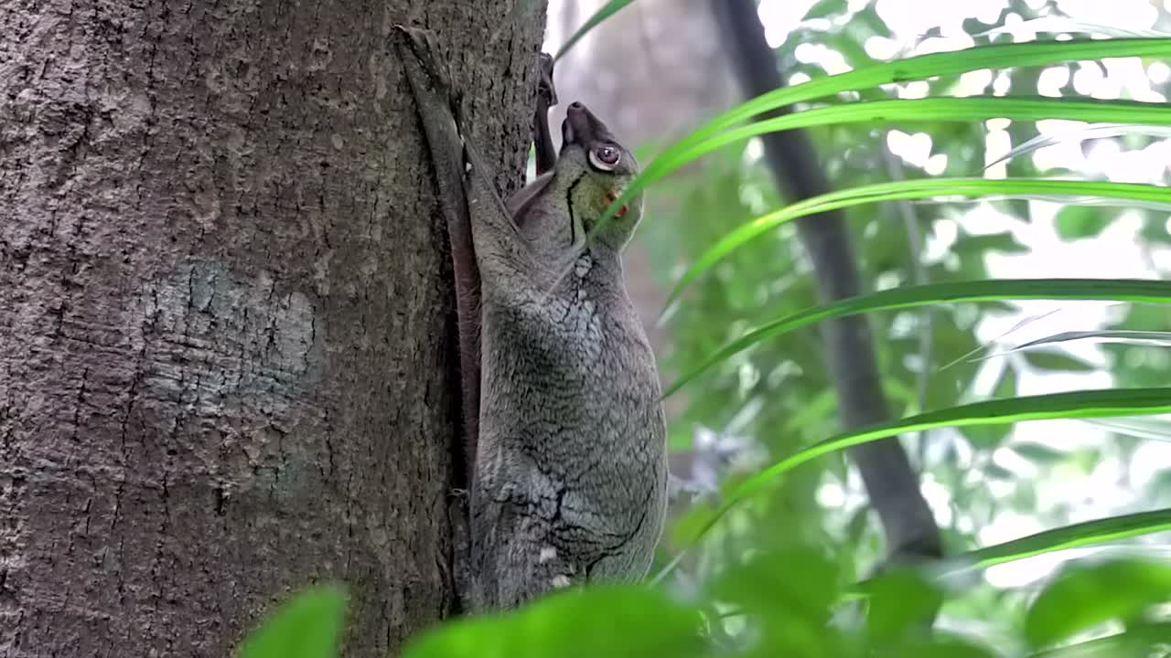 날아다니는 여우원숭이로도 알려진 colugo는 싱가포르의 작은 자연 공원에 있는 녹색 식물로 둘러싸인 나무 줄기에 매달린 채 머리를 움직입니다.