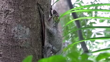 colugo, known also as flying lemur, moving its head while clinging on a tree trunk surrounded by green plants in a small nature park in singapore - full body side shot