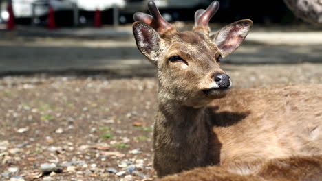 deer looking at the distance in city park