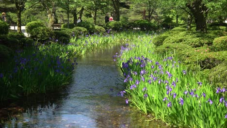 water lily in a pond with reflections, located in the japanese park kenroku-en in kanazawa city