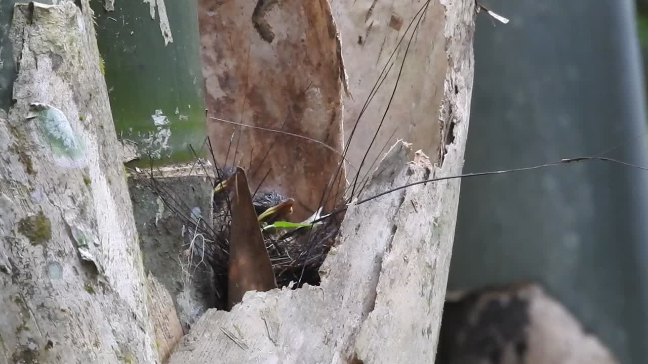 un pájaro cazamos moscas madre gusano está en el nido alimentando a sus dos crías