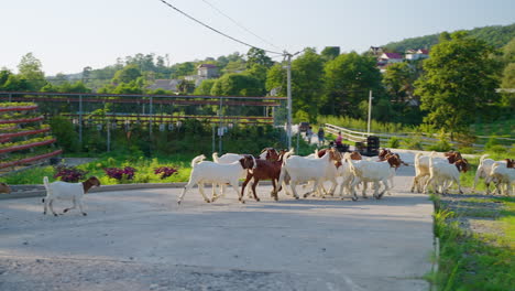 goats walking on a road, farm landscape