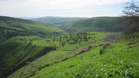 wide panorama view of vally and hills covred with green vegetat moving in the light wind