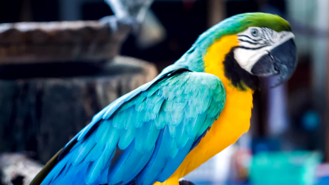 푸른 노란 황금 아카우 무새 (ara araroa)