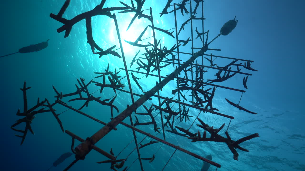 표면의 빛을 반영하여 카메라는 산호 나무 유치원을 둘러싸고 있습니다.