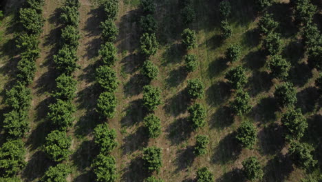 avellanos agricultura cultivo campo vista aérea