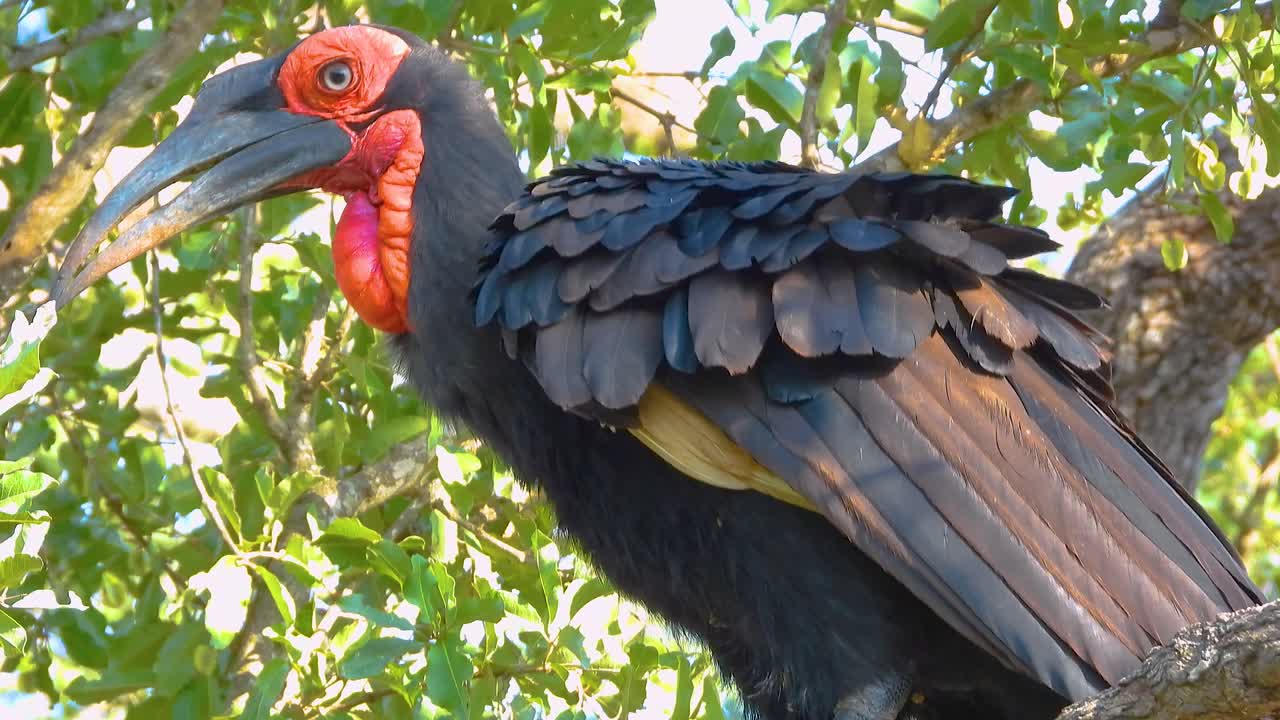 Southern Ground Hornbill perched on a tree in Kruger National Park, fluffing its feathers while observing its surroundings in the tranquil African landscape.