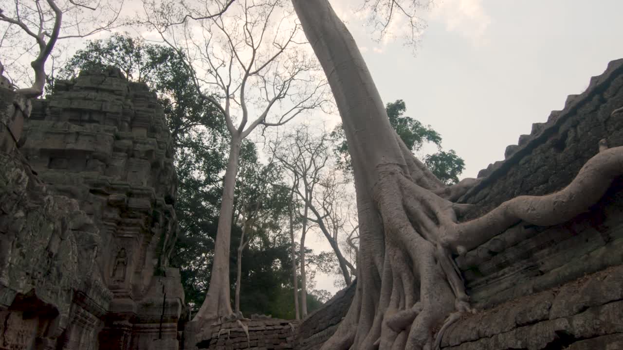 Old trees roots grow over ruins of Angkor Wat temples, Cambodia. Beauty in Nature