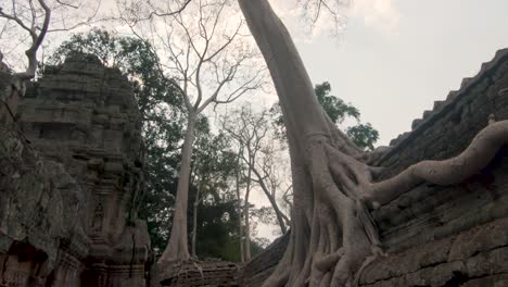 old trees roots grow over ruins of angkor wat temples, cambodia. beauty in nature