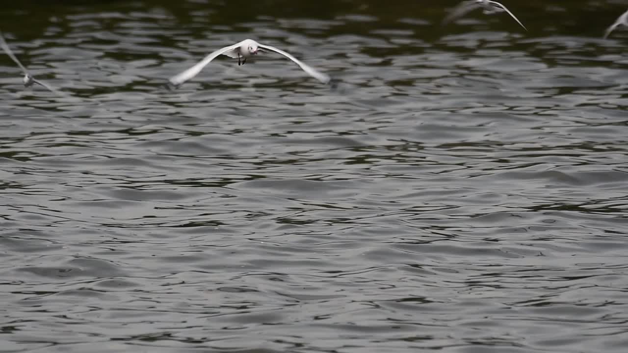 крачки и чайки, ищущие корм, - мигрирующие морские птицы в таиланде, летают кругами, по очереди выискивая корм, плавающий в море у причала центра отдыха бангпу