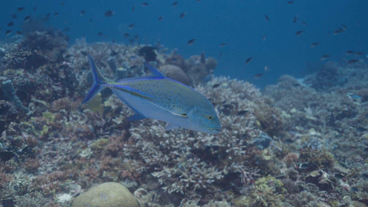 En stor blåfinnet hestemakrell svømmer grasiøst over et korallrev, omringet av ulike tropiske fiskearter i det vakre, klare indonesiske havet.