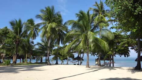 coconut palm trees ont the island dos palmas