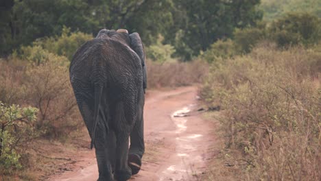 backside shot of wet african elephant walking on savannah dirt road