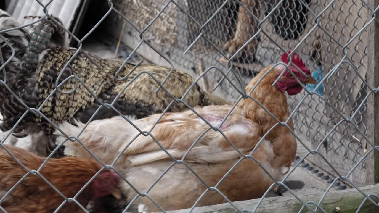 Galinhas e galo confinados no poleiro, em um grande galinheiro.