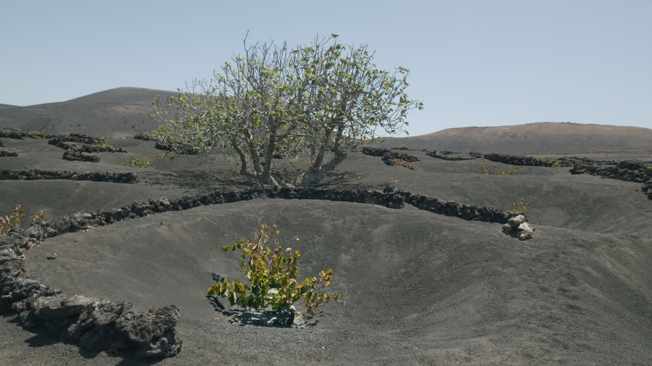 Flying over La Geria vineyards Lanzarote