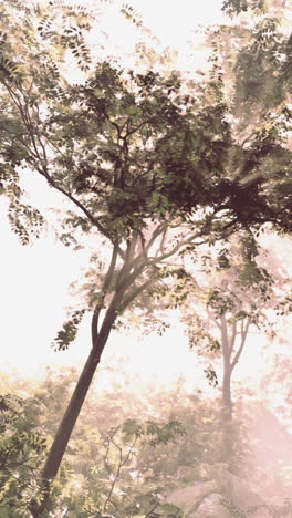 sunlight shining through the trees in a misty forest