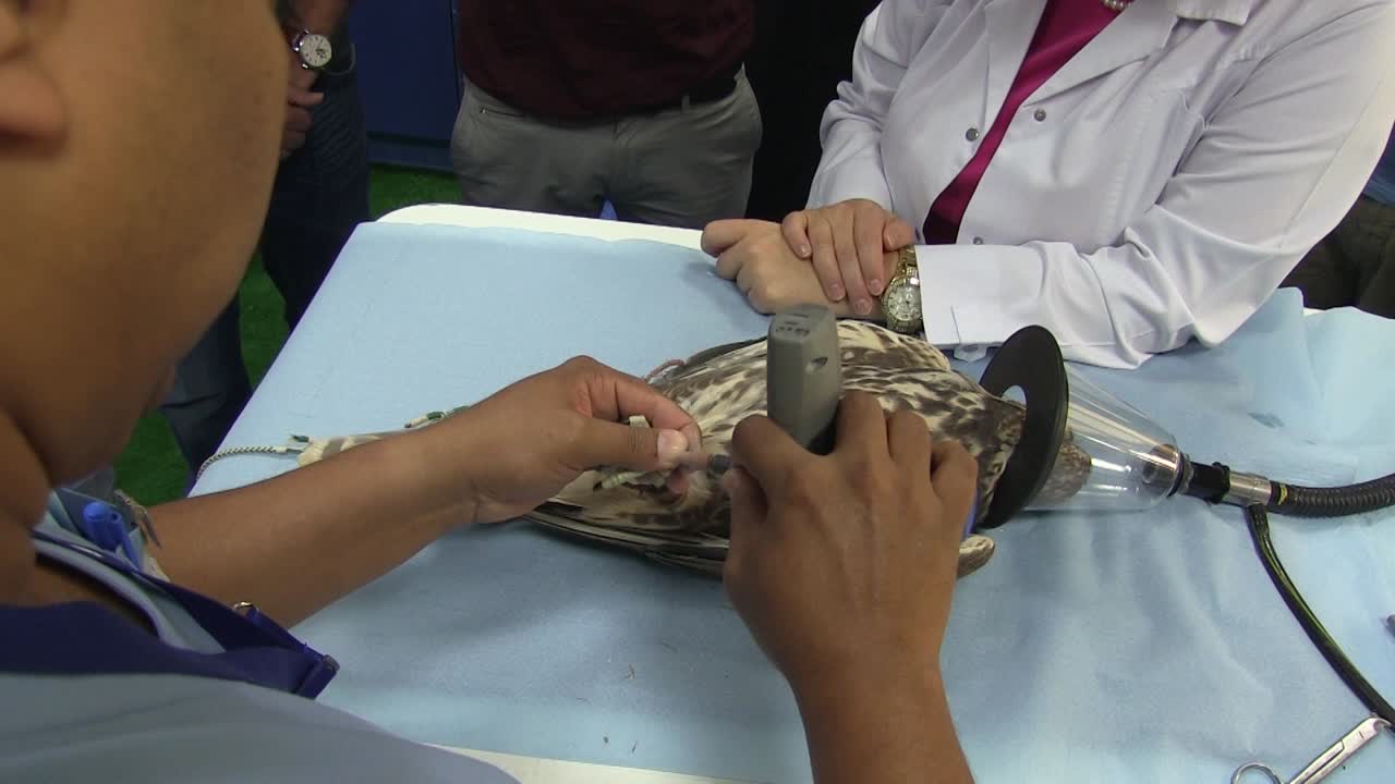 pájaro desmayado está bajo tratamiento porque le están cuidando las uñas