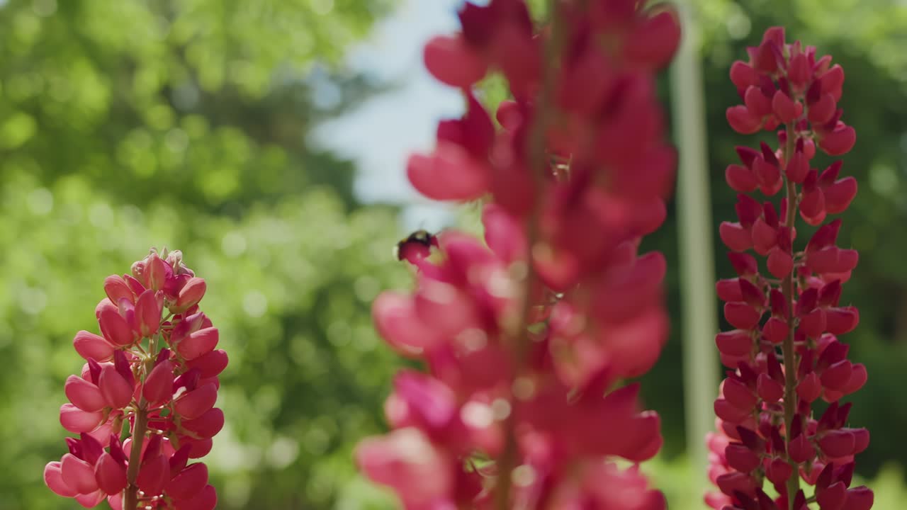 A Bee gathering pollen from a Lupin flower. Filmed in slow motion. Warm vibrant summer garden