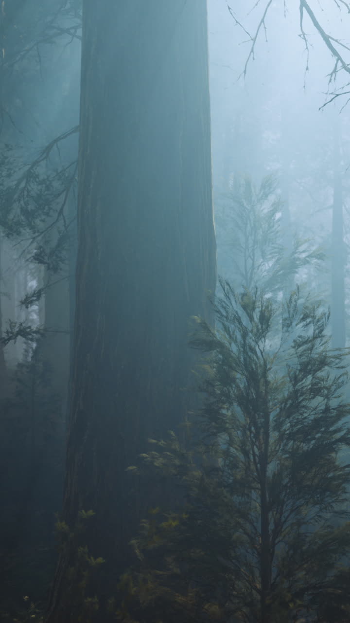 Misty forest atmosphere captured during early morning hours