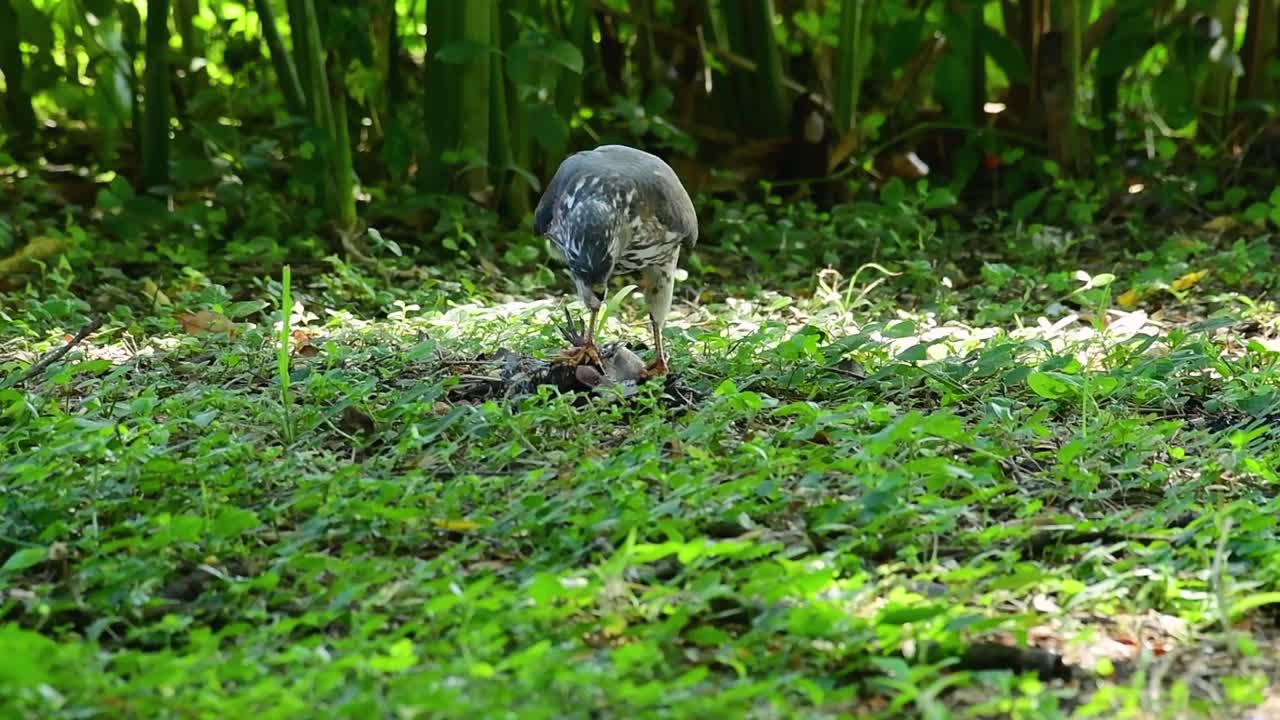 shikra alimentándose de otro pájaro en el suelo, esta ave de rapiña atrapó un pájaro para desayunar y estaba ocupado comiendo, luego se asustó y se fue