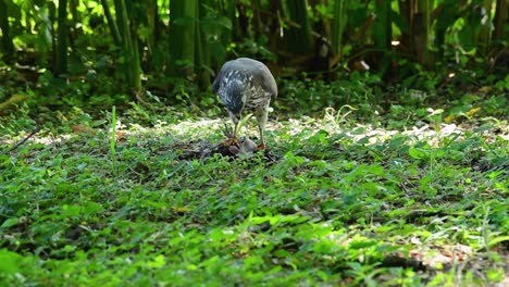 shikra alimentándose de otro pájaro en el suelo, esta ave de rapiña atrapó un pájaro para desayunar y estaba ocupado comiendo, luego se asustó y se fue