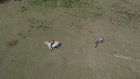 hermosos caballos corren en el campo