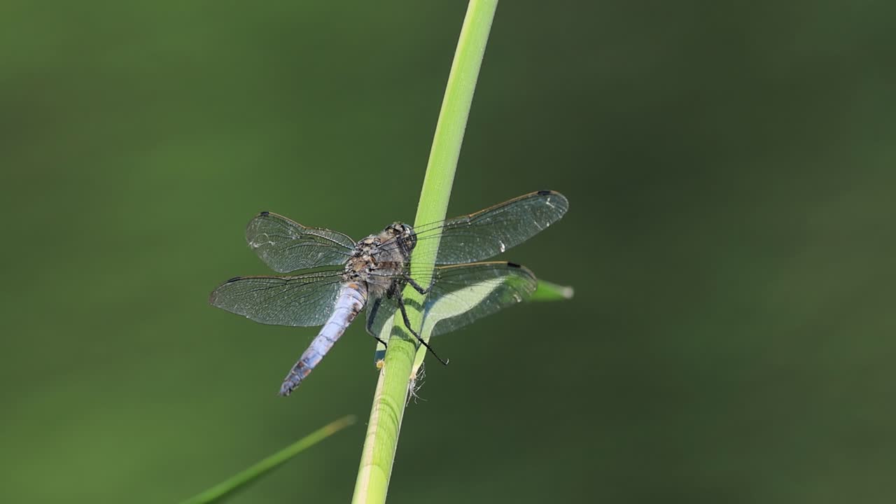 드래곤플라이 리벨루라 디프레사 (libellula depressa) 는 유럽과 중앙아시아에서 가장 흔한 드래곤 플라이 중 하나입니다.