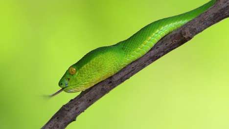 La-Víbora-De-Labios-Blancos-Es-Una-Víbora-Venenosa-Endémica-Del-Sudeste-Asiático-Y-A-Menudo-Se-Encuentra-Durante-La-Noche-Esperando-En-Una-Rama-O-Rama-De-Un-árbol-Cerca-De-Un-Cuerpo-De-Agua-Con-Muchos-Alimentos