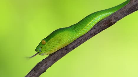 la víbora de labios blancos es una víbora venenosa endémica del sudeste asiático y a menudo se encuentra durante la noche esperando en una rama o rama de un árbol cerca de un cuerpo de agua con muchos alimentos