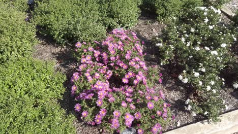 small pink michaelmas daisies in sunlight