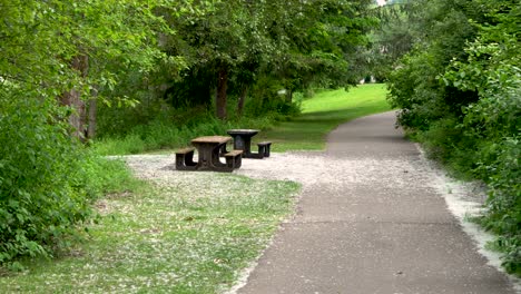 cottonwood seeds slowly falling on paved path through peaceful rural park