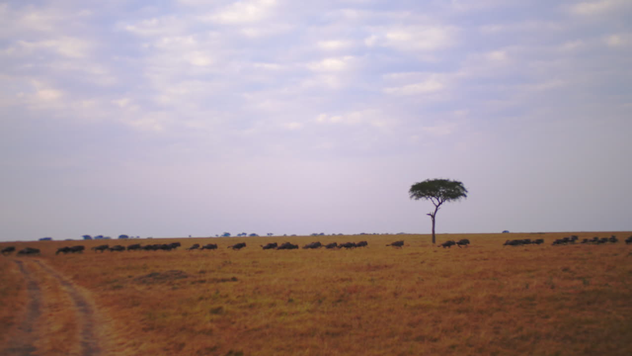 Wildebeest charge across the Tanzanian plains, merging into a massive herd during the Great Migration, with a lone acacia tree standing tall in the background under the vast African sky