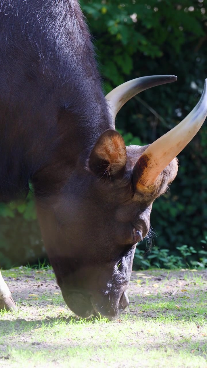 Grande gaur si nutre di erba verde sotto la luce solare intensa, vista laterale, ambiente esterno lussureggiante.