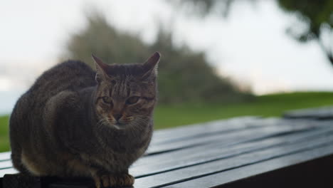 cat outdoors on a park bench
