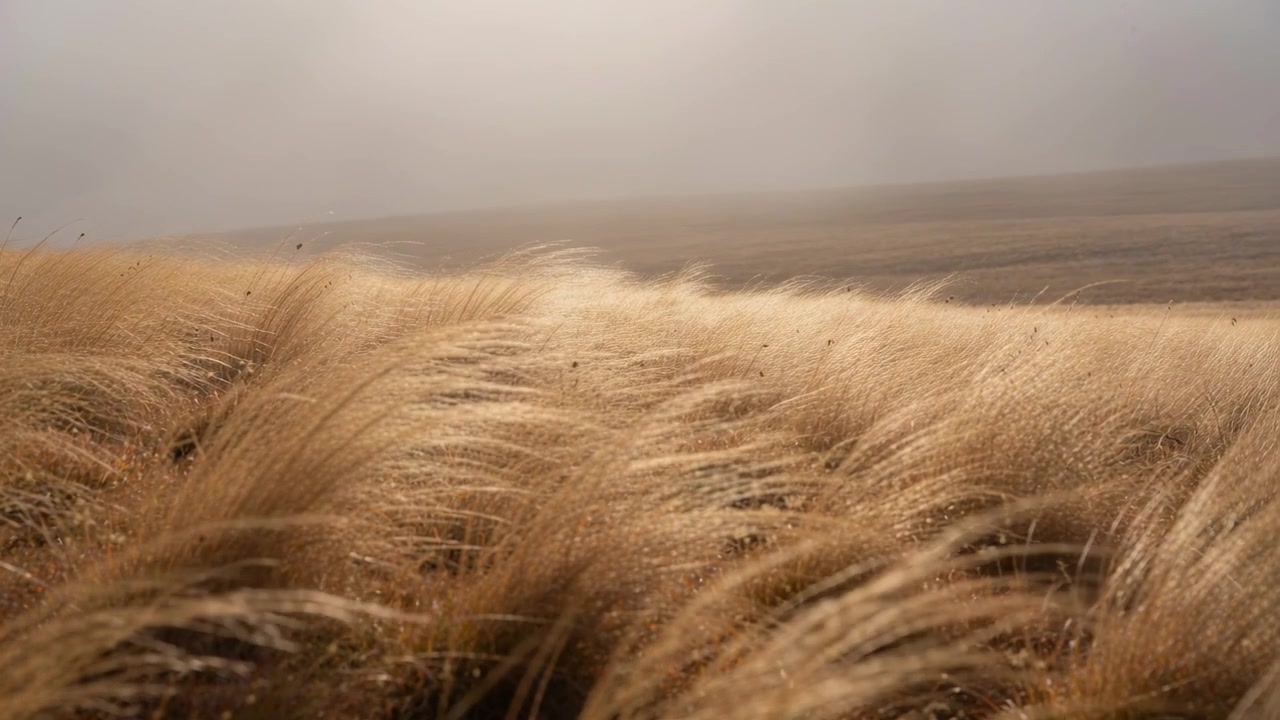 Wind gusts moving tall golden grasses with seed heads, bending and rippling across open plain