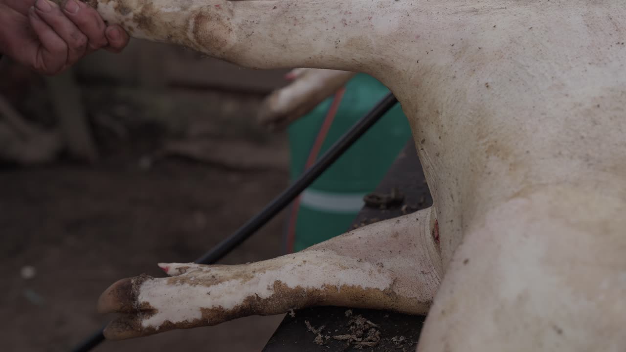traditional pig cleaning with fire and blade during slaughter ritual
