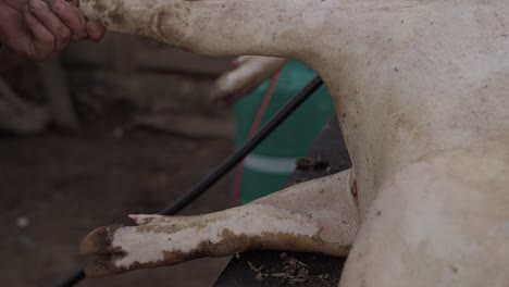traditional pig cleaning with fire and blade during slaughter ritual