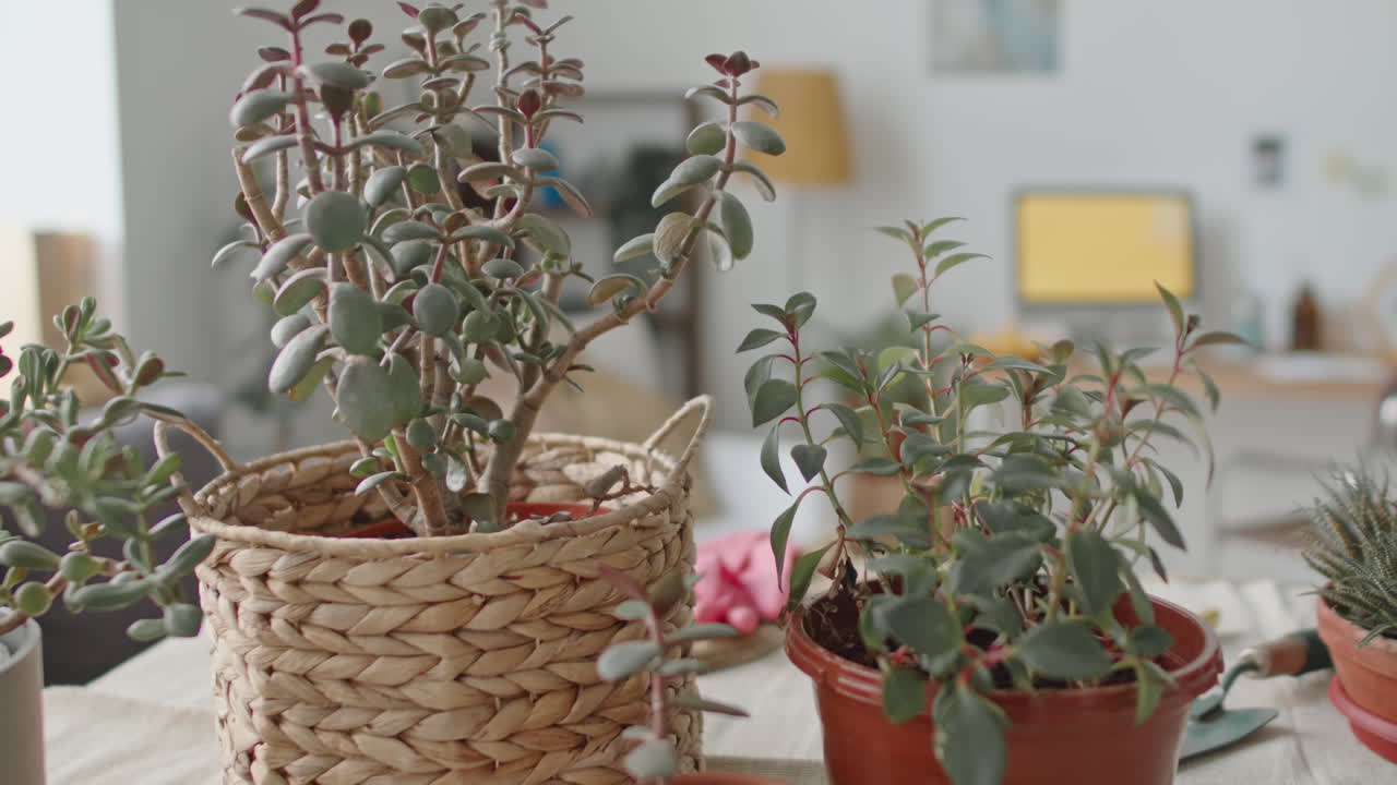 Close-up of indoor plants in pots