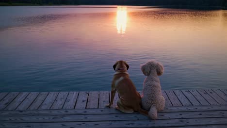 two dogs are sitting on a wooden pier, enjoying the colorful sunset reflecting on the calm lake water, creating a peaceful and heartwarming scene