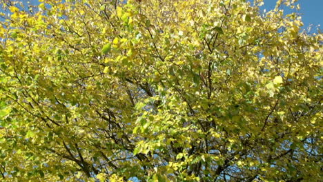 Plano-General-De-Un-árbol-Con-Follaje-Amarillo