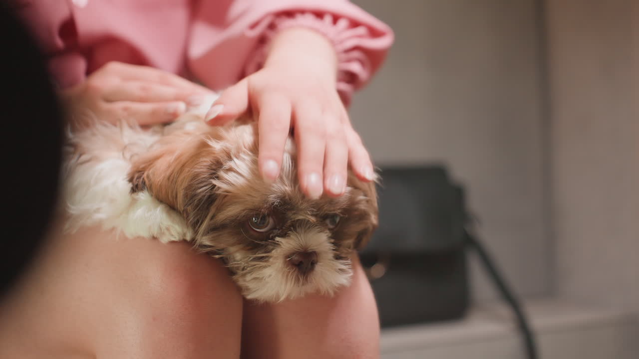 Woman Prepares For City Departure, Serene Scene Of Woman Readying For City Journey With Pet, Tranquil Urban Environment As Woman Arranges Belongings And Comforts Her Dog Before Departure
