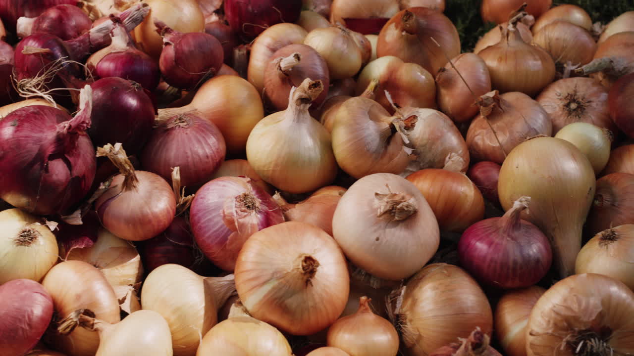 The harvest of onions lies on the ground 4