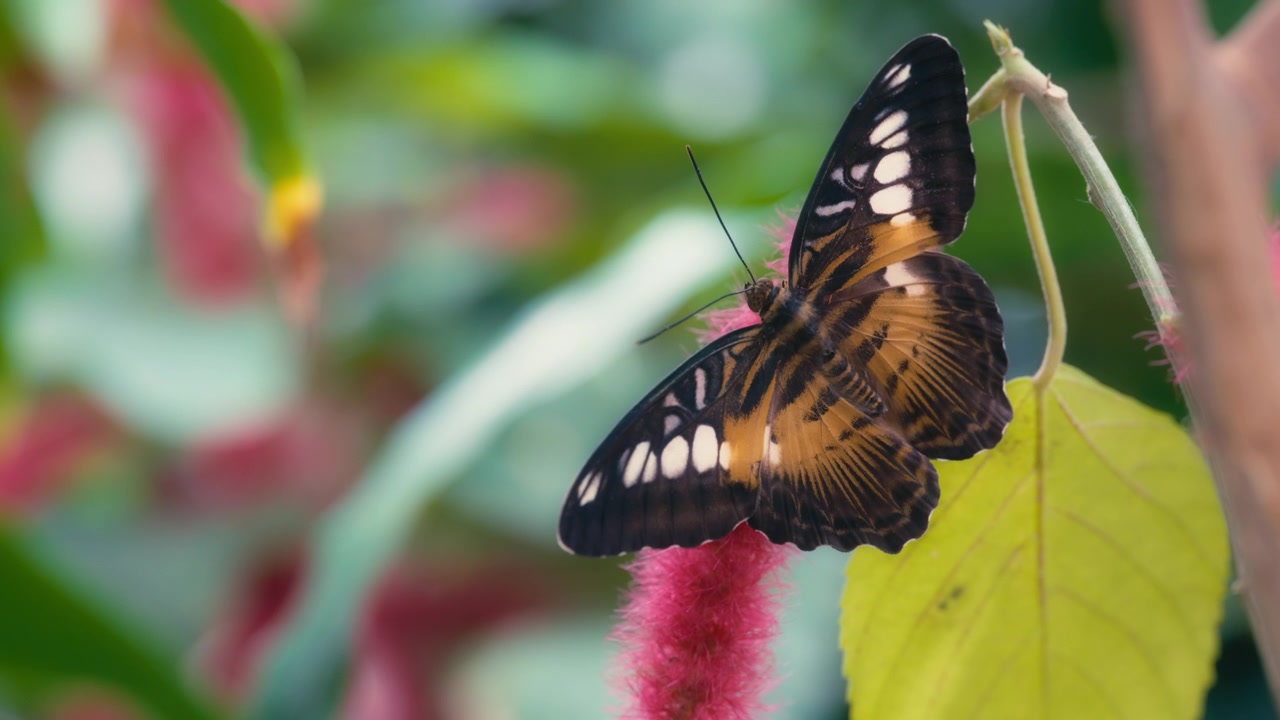 La farfalla clipper posata su un fiore