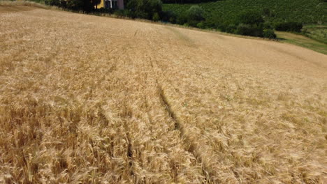 campo de trigo dorado agricultura orgánica cultivo