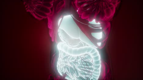 human body with visible digestive system