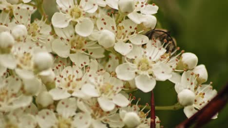 Der-Kriechende-Blumenbockkäfer-Ernährt-Sich-Von-Pollen-Blühender-Feuerdornen